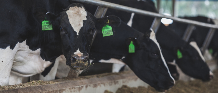 Cras tempus ligula a tempor adipiscing